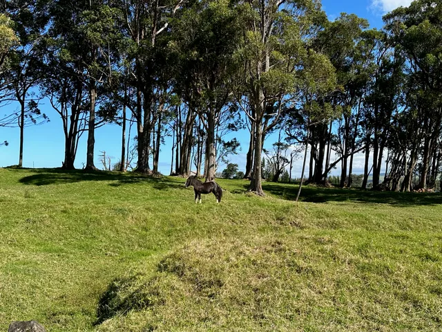 a view of backyard with green space