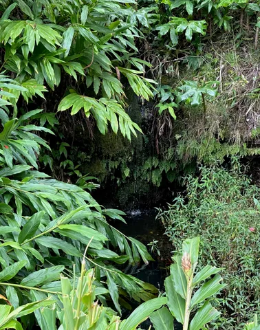 a plant with lots of trees