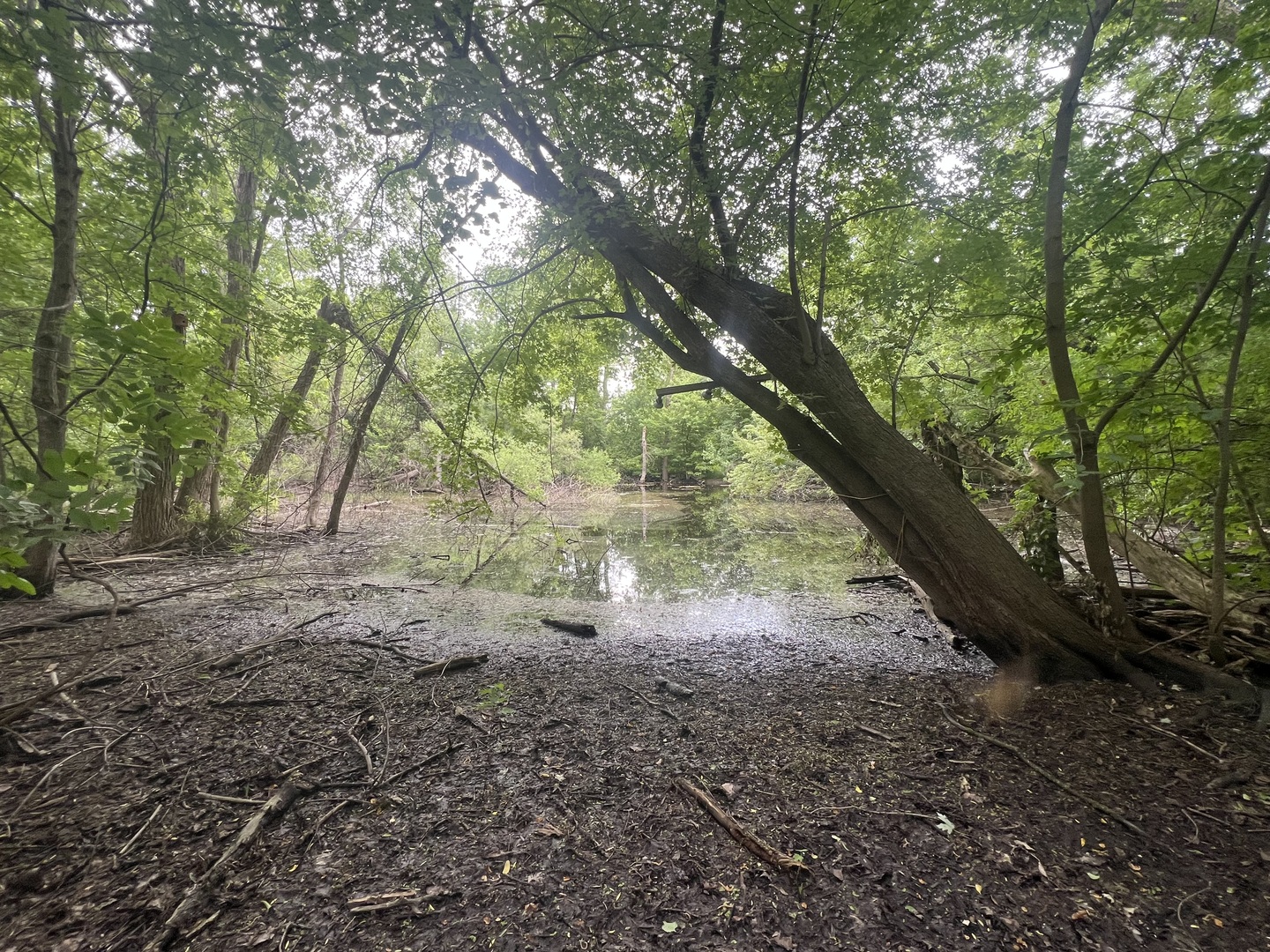 4-s015 Rigi Road Naperville, IL 60563 - Photo 1 of 5