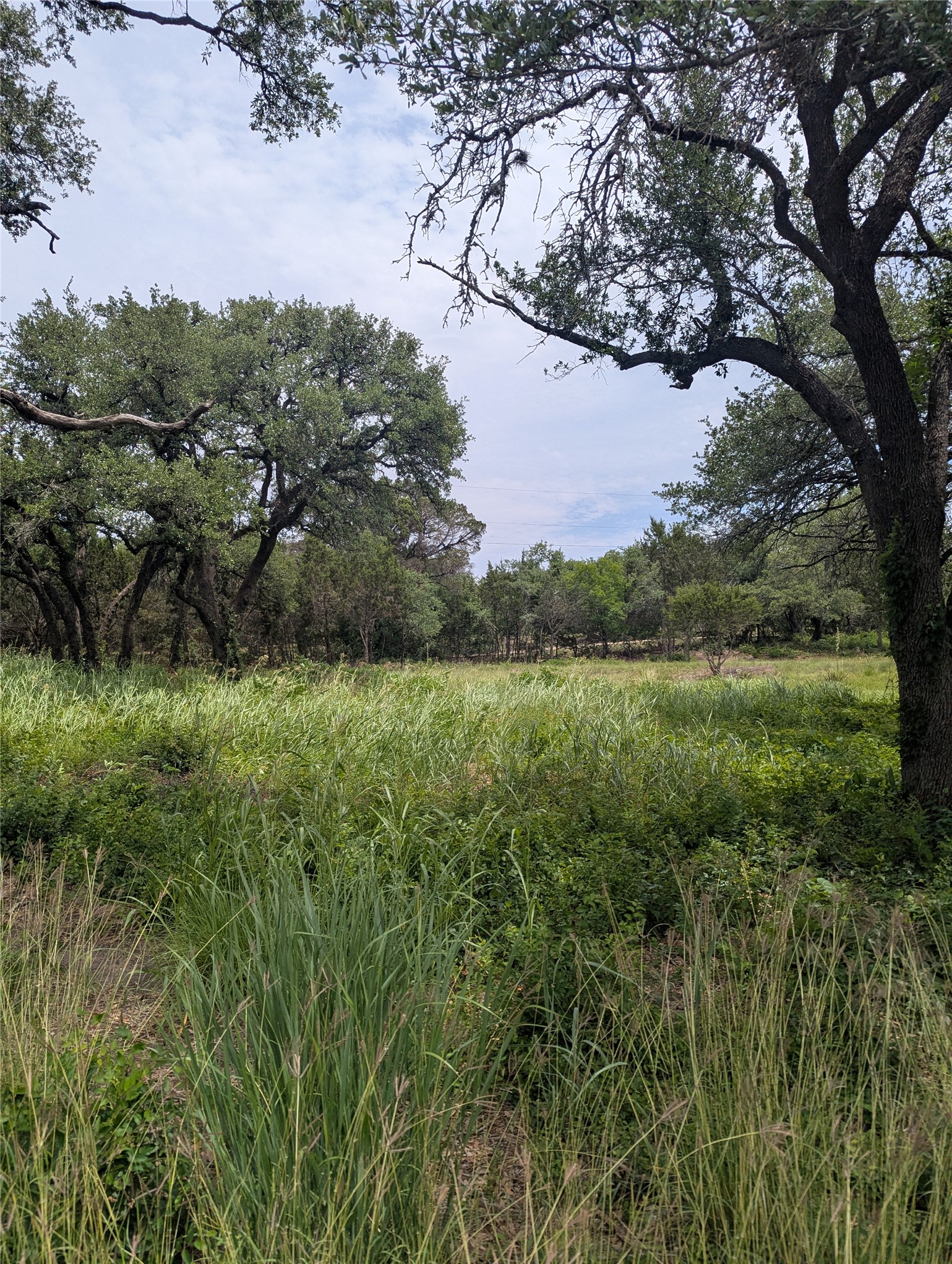 Lot 2 Hamilton Pool Road Bee Cave, TX 78738 - Photo 10 of 14 View of local wilderness