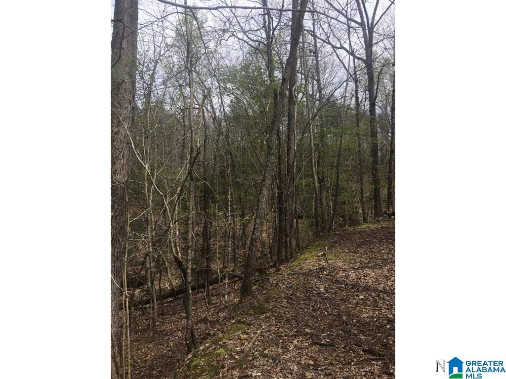 0 Bear Creek Road Haleyville, AL 35565 - Photo 7 of 13