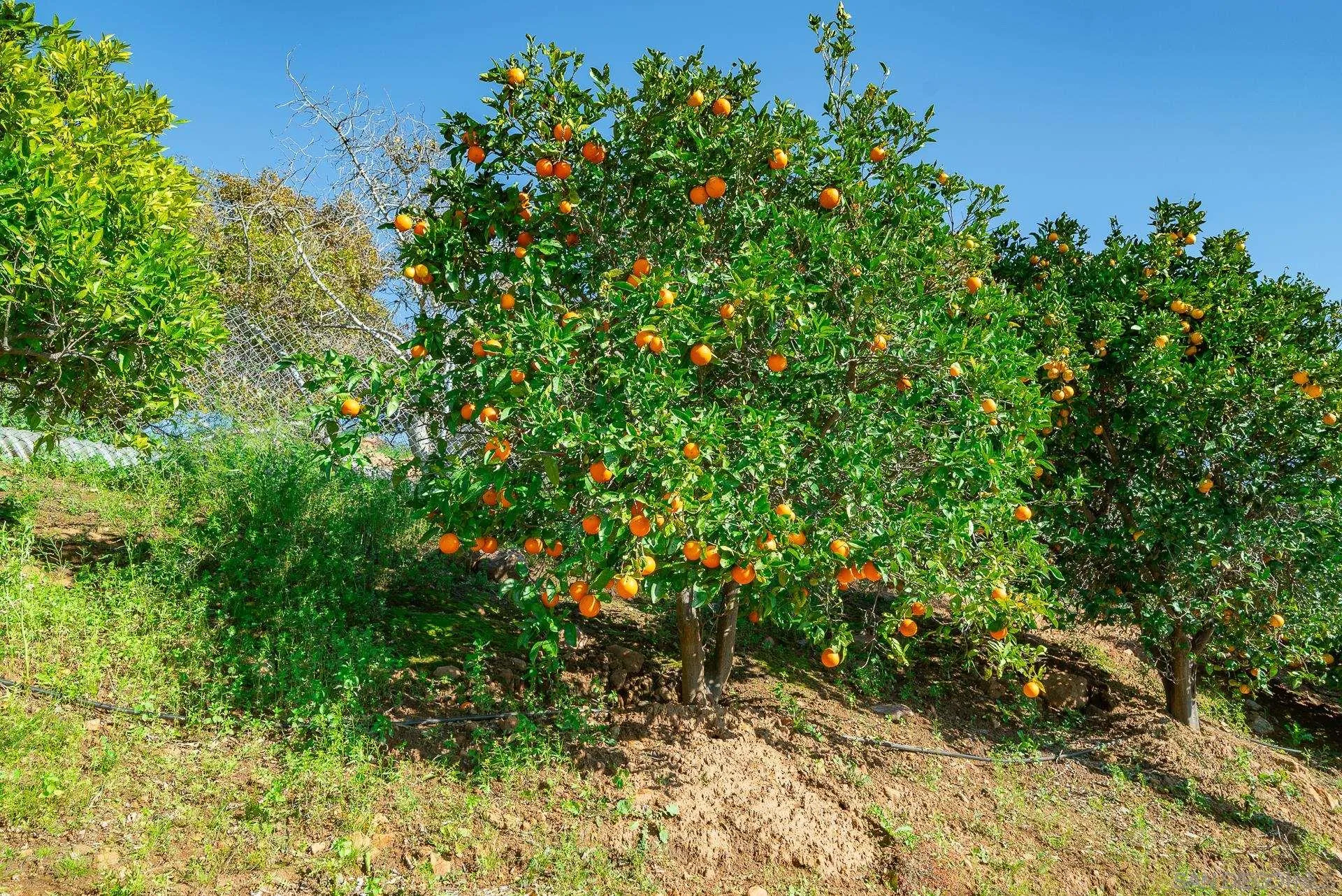 2908 Lakemont Drive Fallbrook, CA 92028 - Photo 59 of 70 a view of a plant with a tree