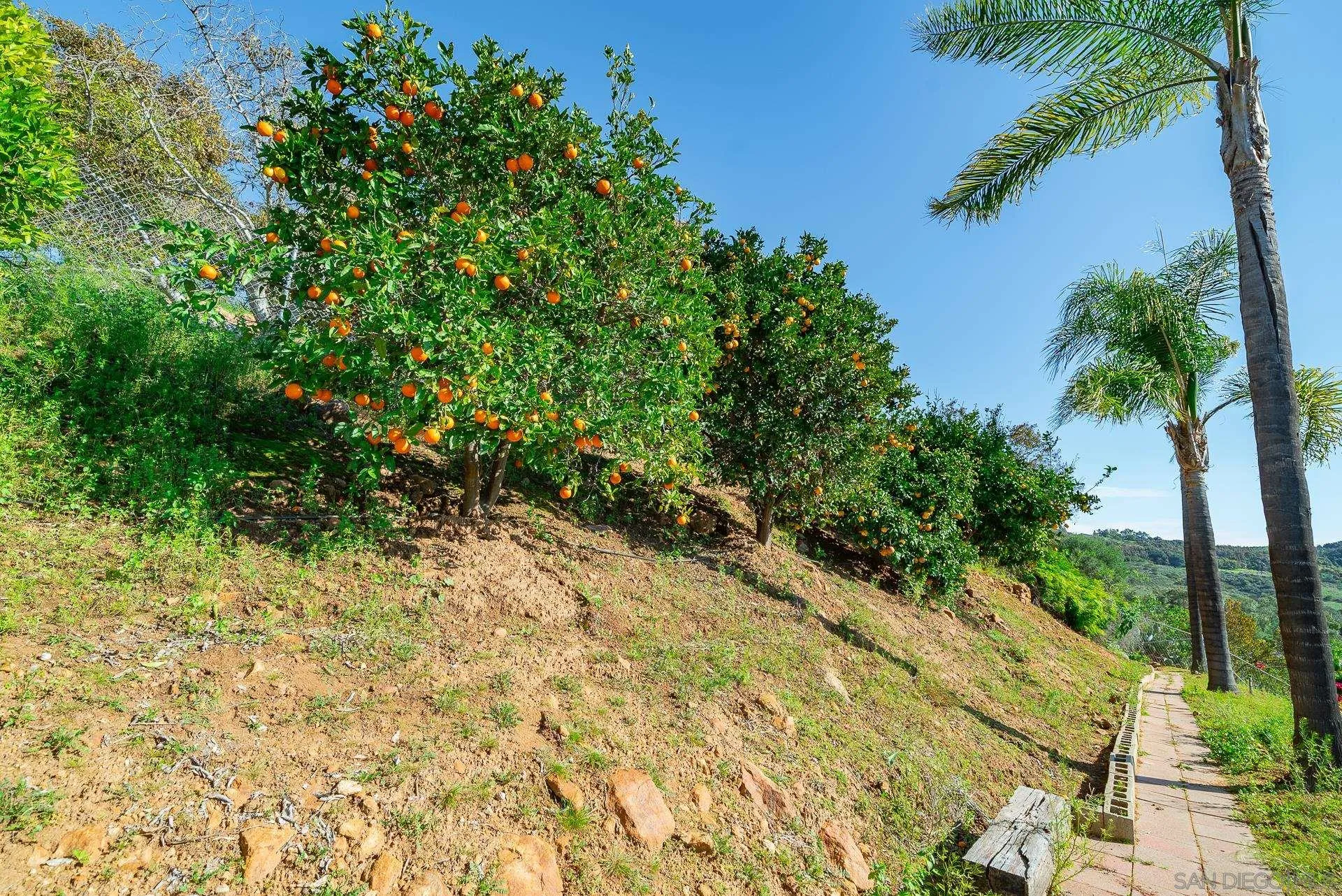 2908 Lakemont Drive Fallbrook, CA 92028 - Photo 60 of 70 a view of a yard with plants and large trees