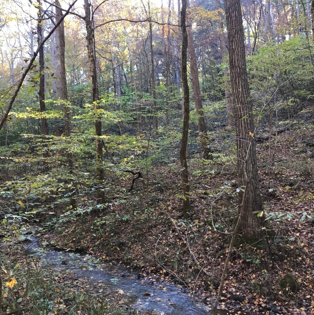 1826 New Hope Road Joelton, TN 37080 - Photo 92 of 95 a view of a forest with trees