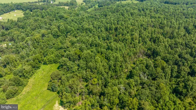 a view of a lush green forest