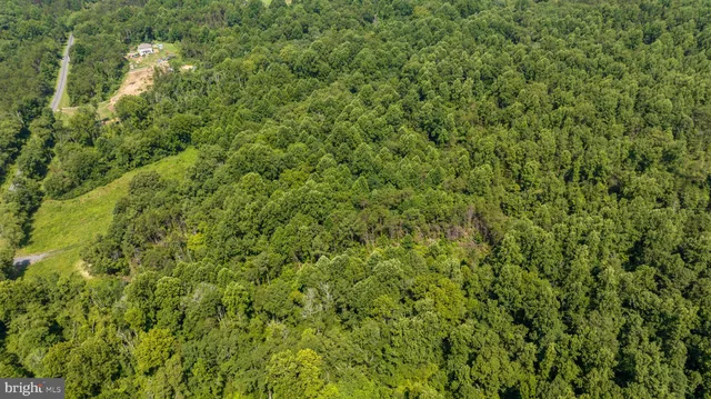 a view of a big yard with plants and large trees