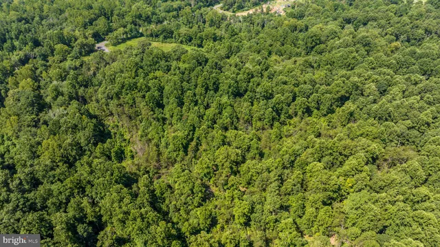 a view of a lush green forest with a tree