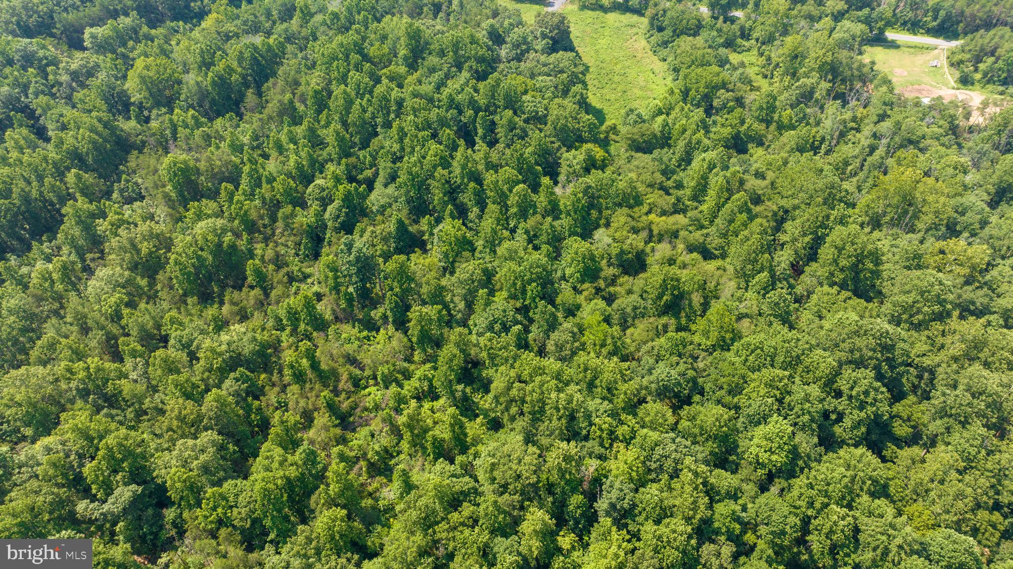 Hunters Ridge Lane Unionville, VA 22567 - Photo 23 of 33 a view of a lush green forest with a tree