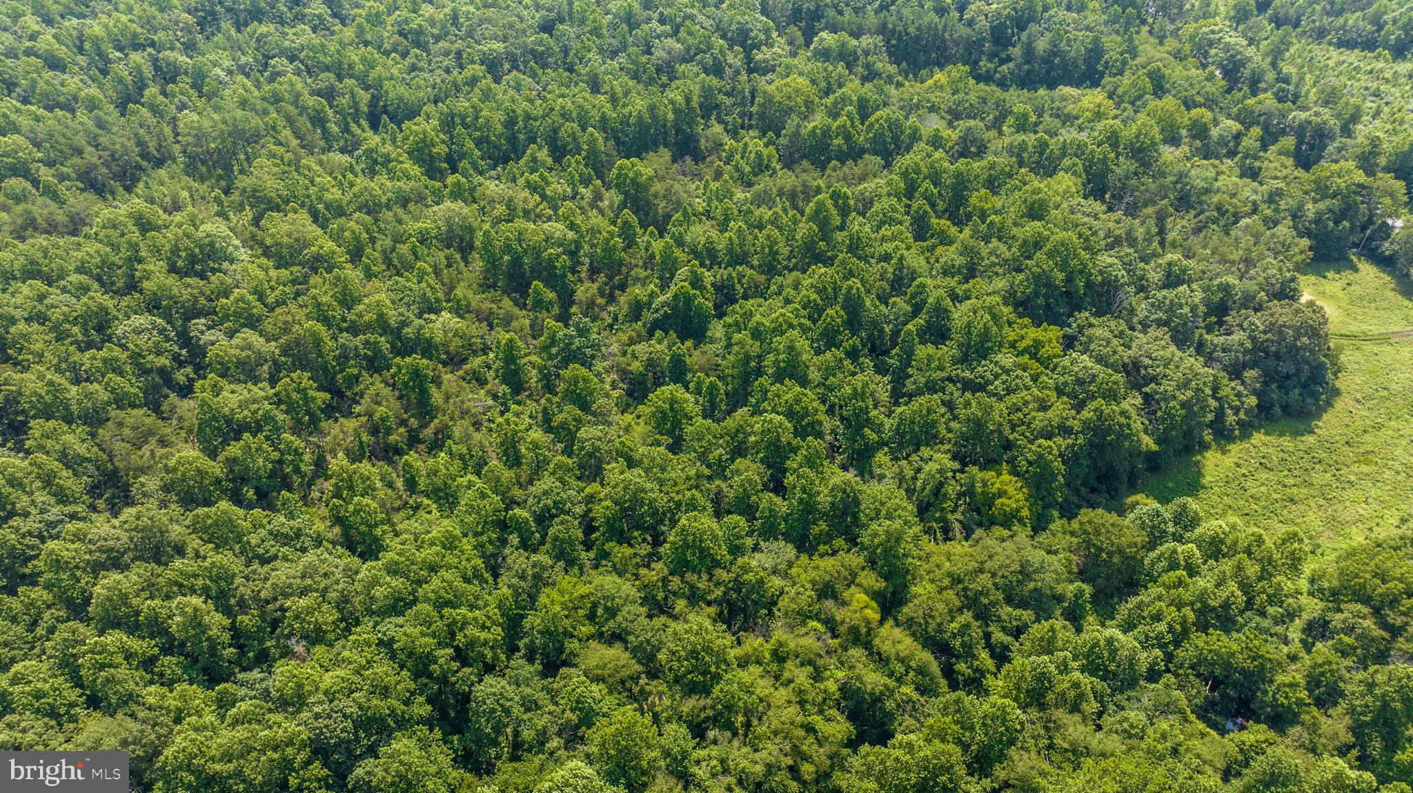 Hunters Ridge Lane Unionville, VA 22567 - Photo 24 of 33 a view of a lush green forest
