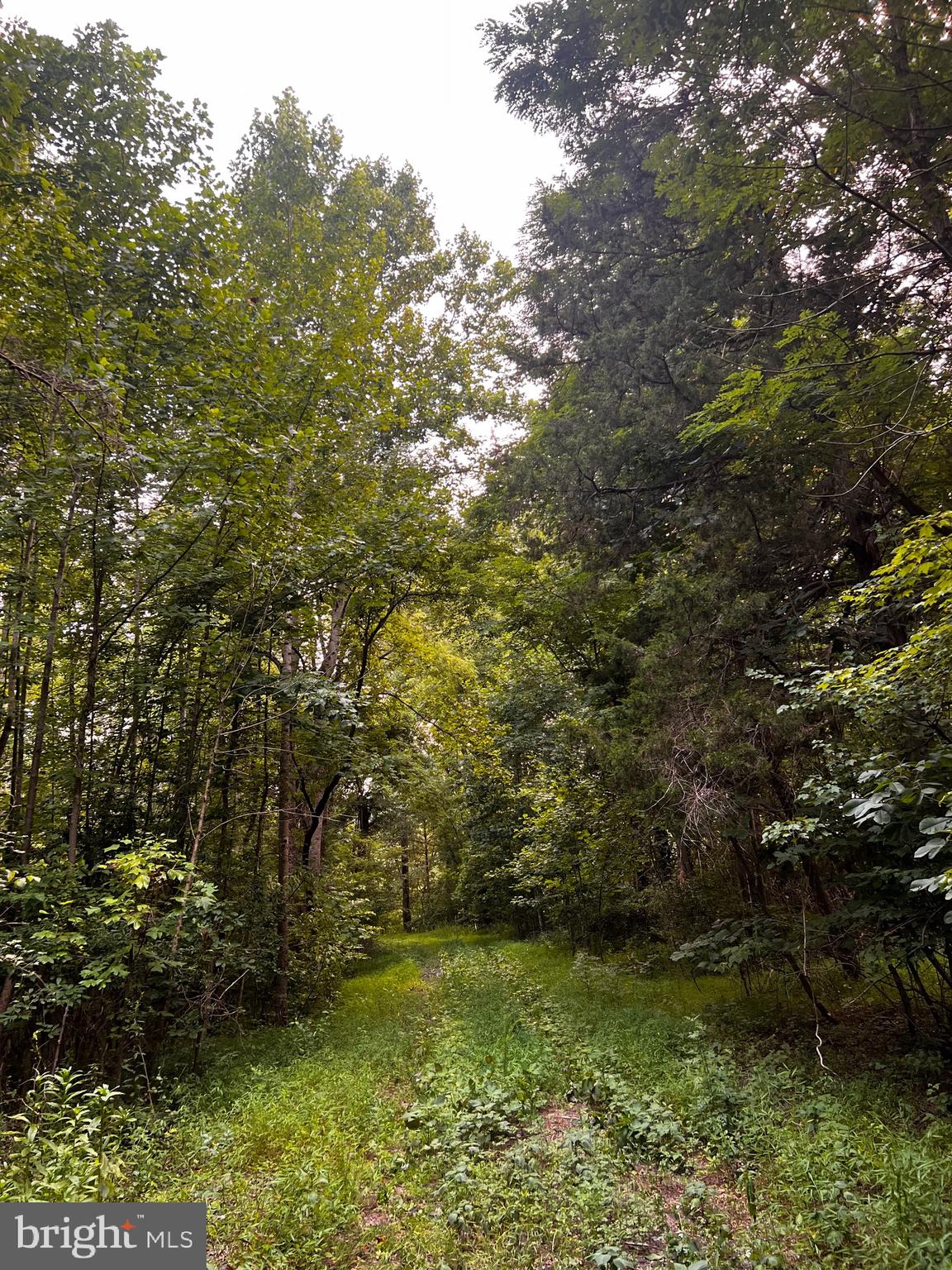 Hunters Ridge Lane Unionville, VA 22567 - Photo 32 of 33 a view of a yard