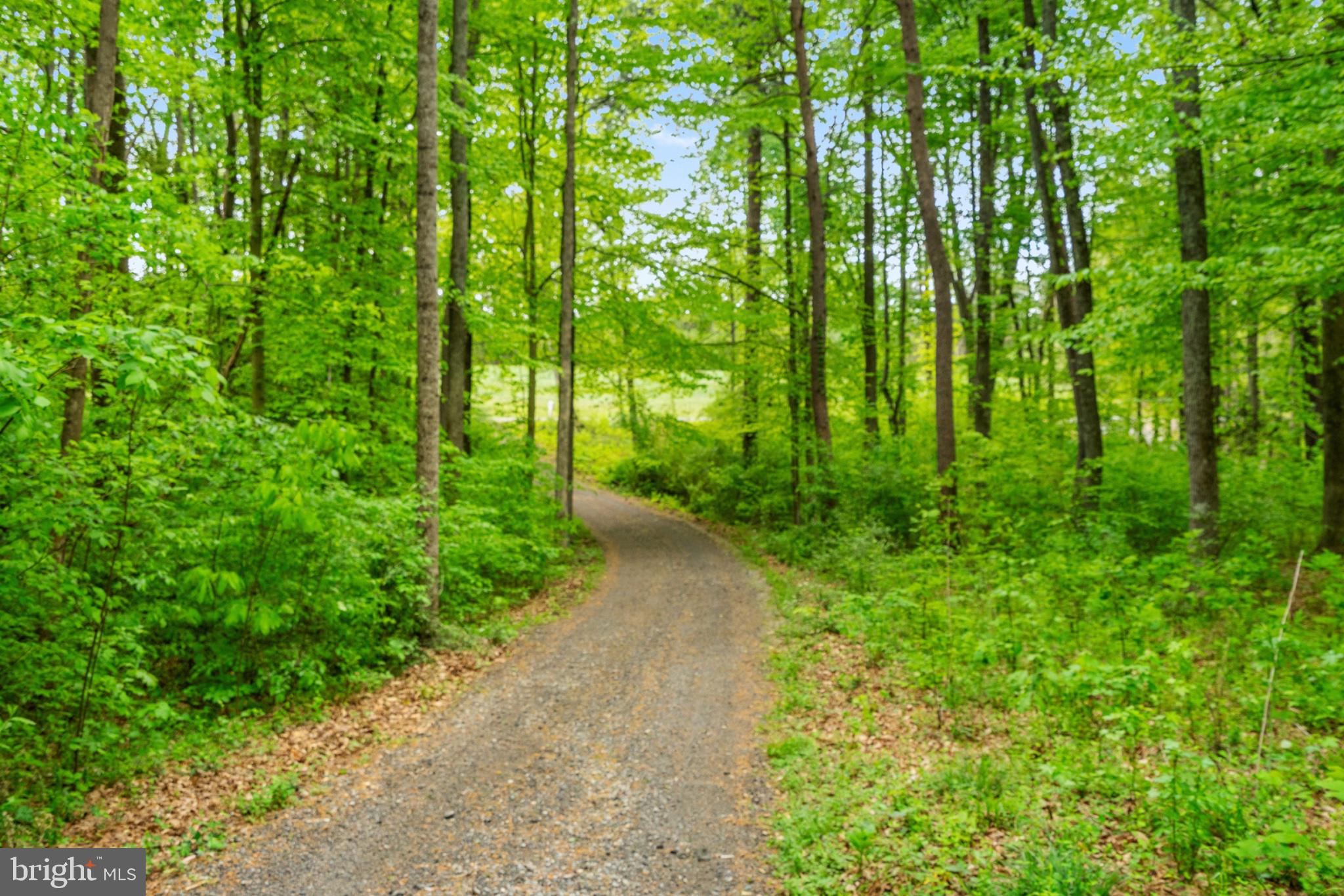 2319 Sizer Road Beaverdam, VA 23015 - Photo 56 of 61 Serene path through lush greenery.
