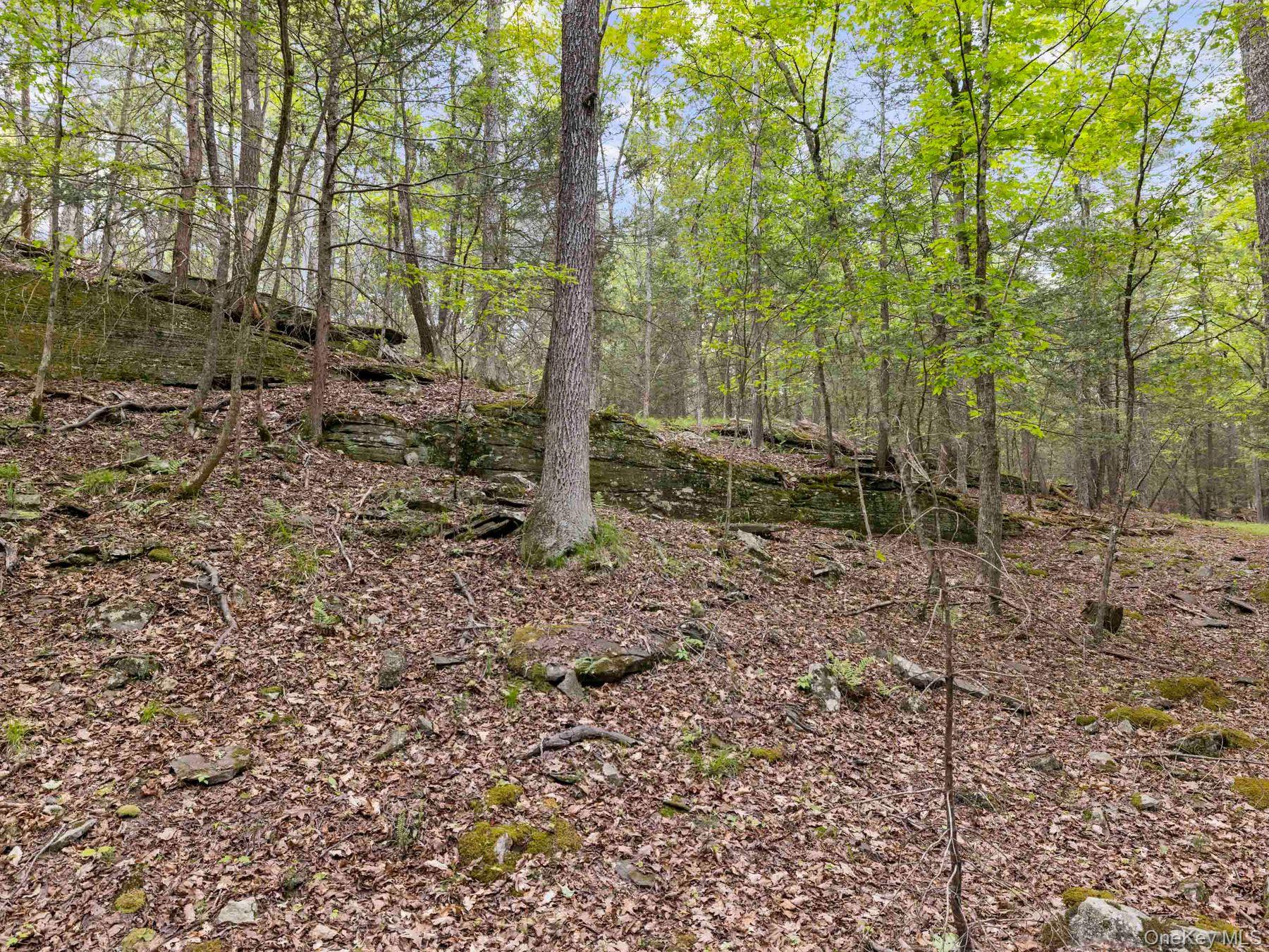 40 Mamoud Hills Road Kingston, NY 12401 - Photo 33 of 42 a view of a forest filled with trees