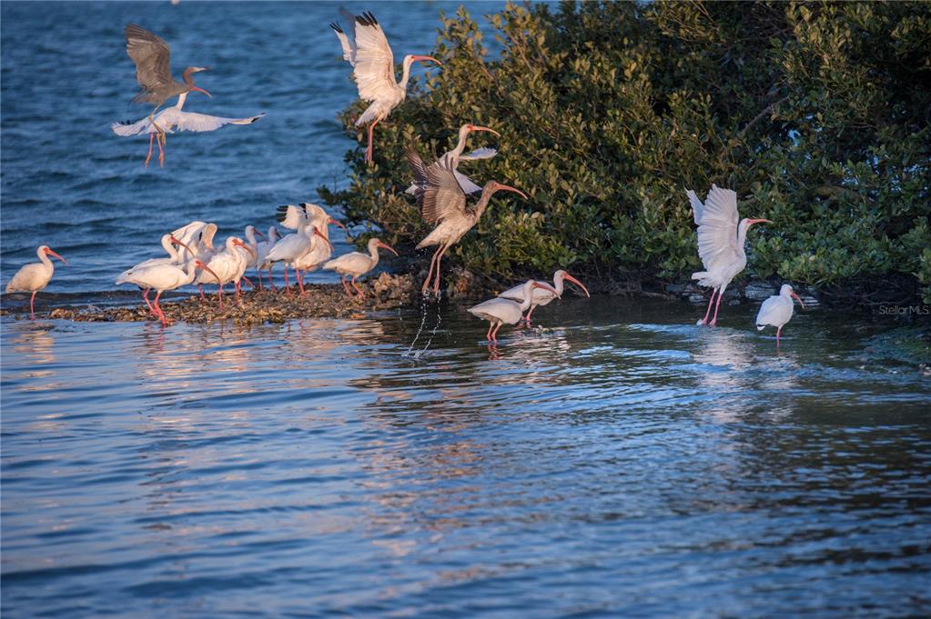 1709 Umbrella Tree Drive Edgewater, FL 32132 - Photo 27 of 37 a view of a backyard with sitting area
