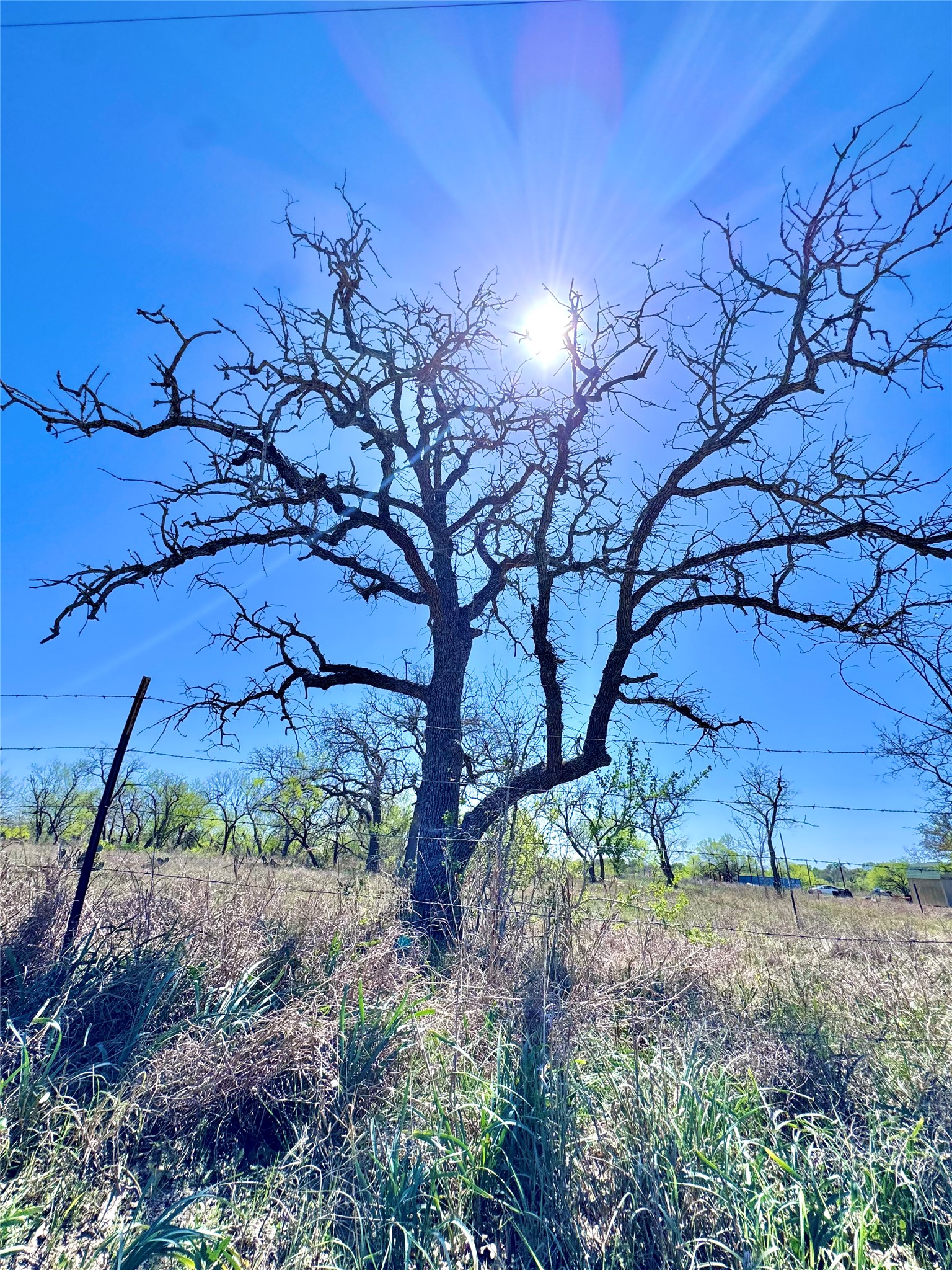 3775 Baker Road Kingsbury, TX 78638 - Photo 4 of 14 Expansive natural landscape featuring a prominent mature tree with a robust trunk and intricate branch structure