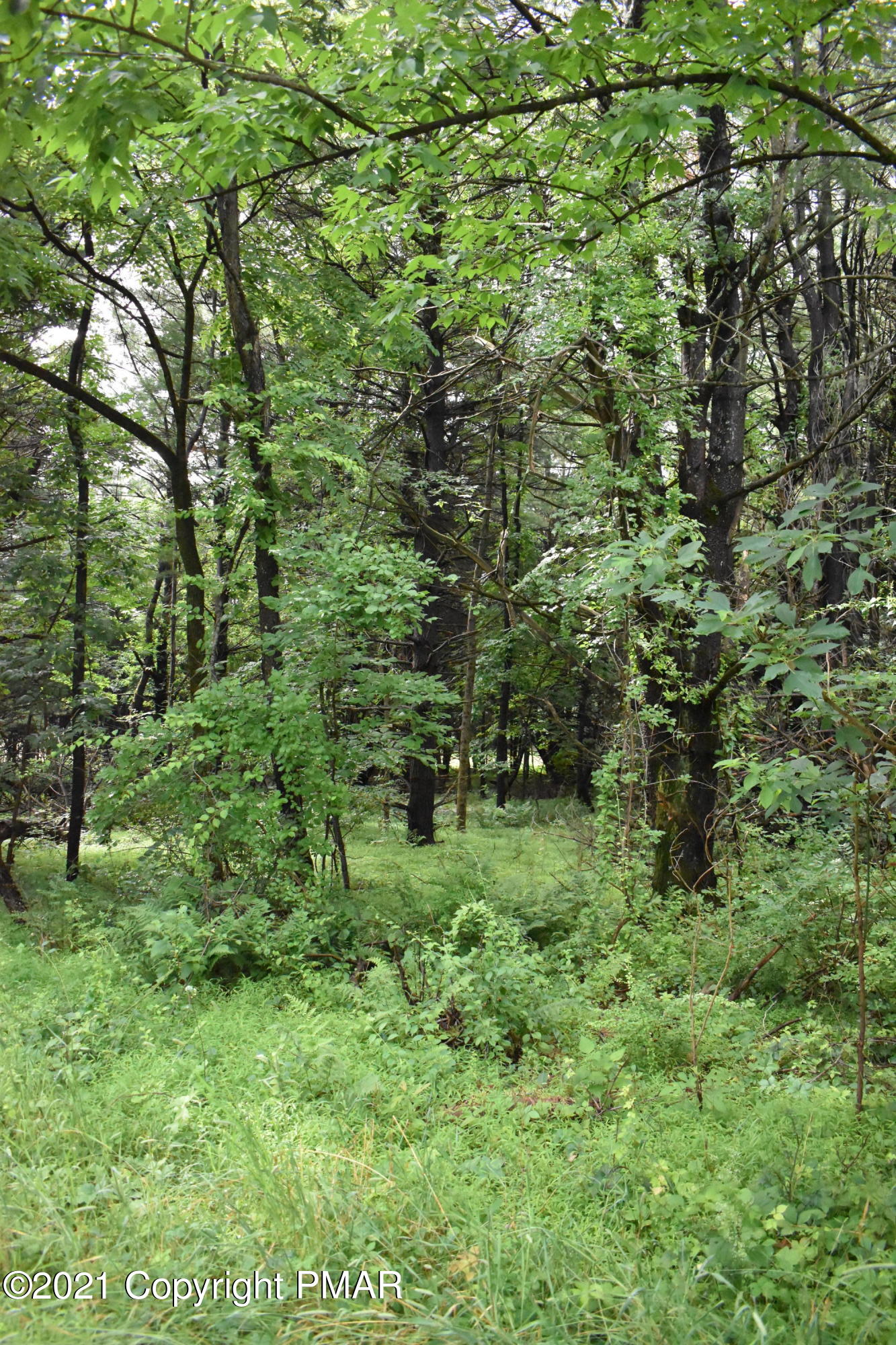 352 Church Road Kunkletown, PA 18058 - Photo 11 of 24 a view of a lush green forest