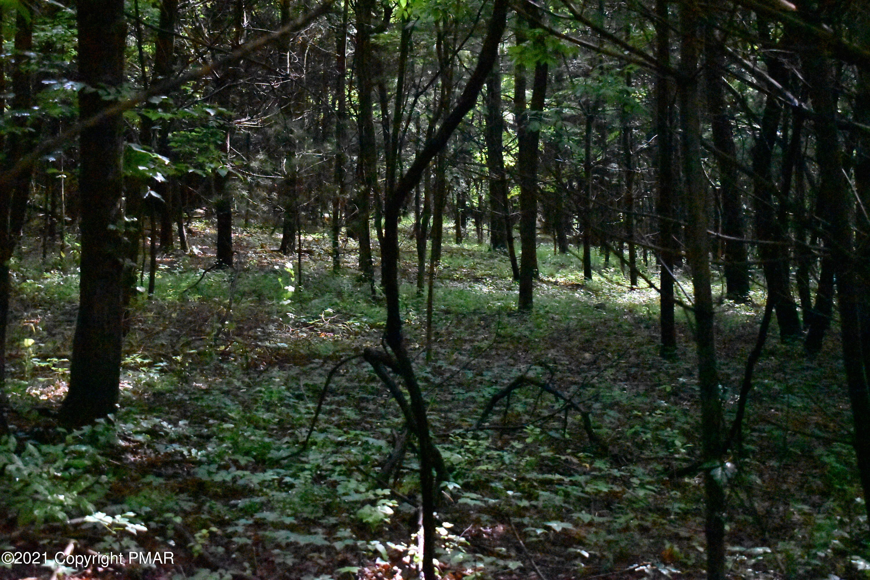 352 Church Road Kunkletown, PA 18058 - Photo 15 of 24 a view of forest