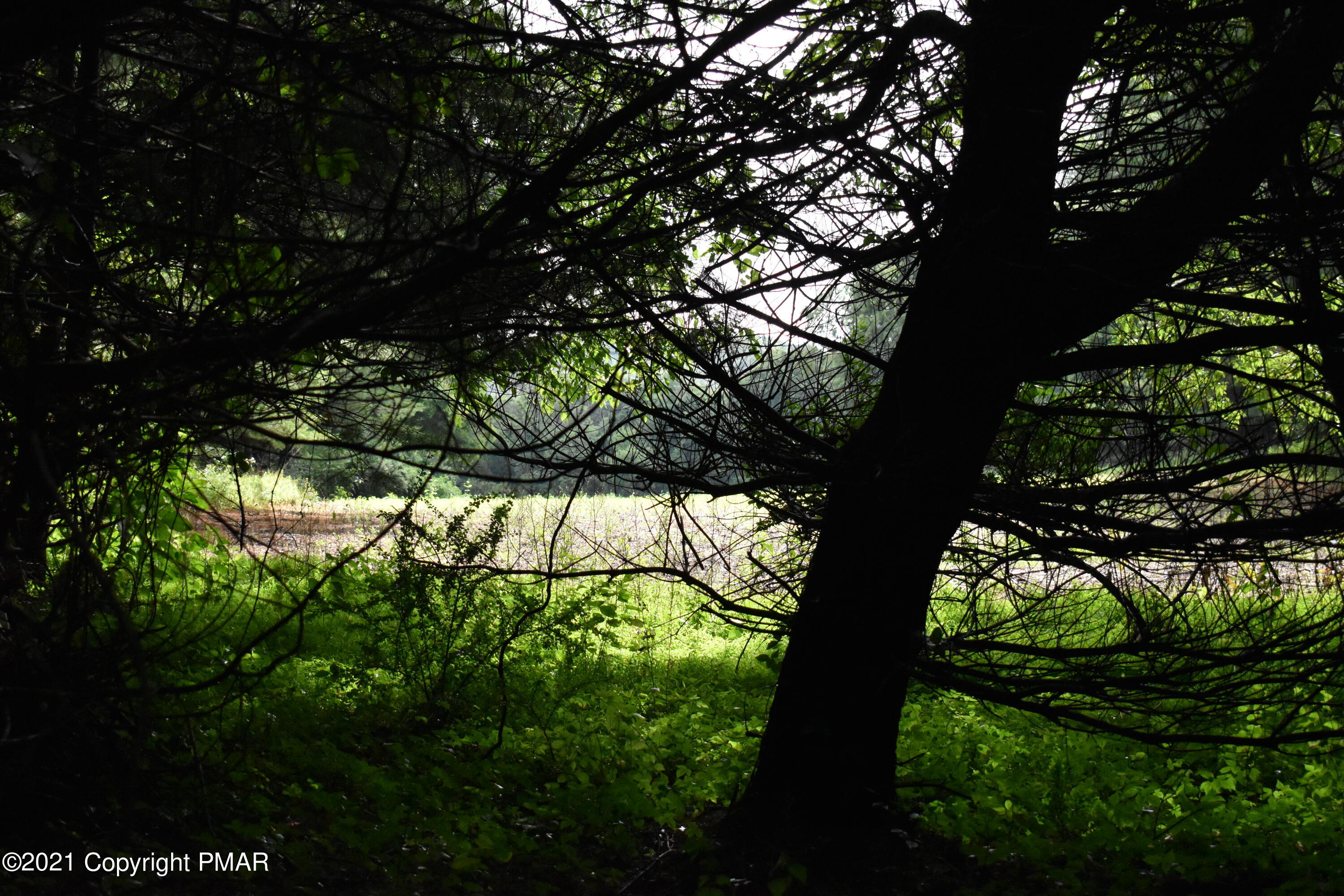 352 Church Road Kunkletown, PA 18058 - Photo 23 of 24 a view of tree