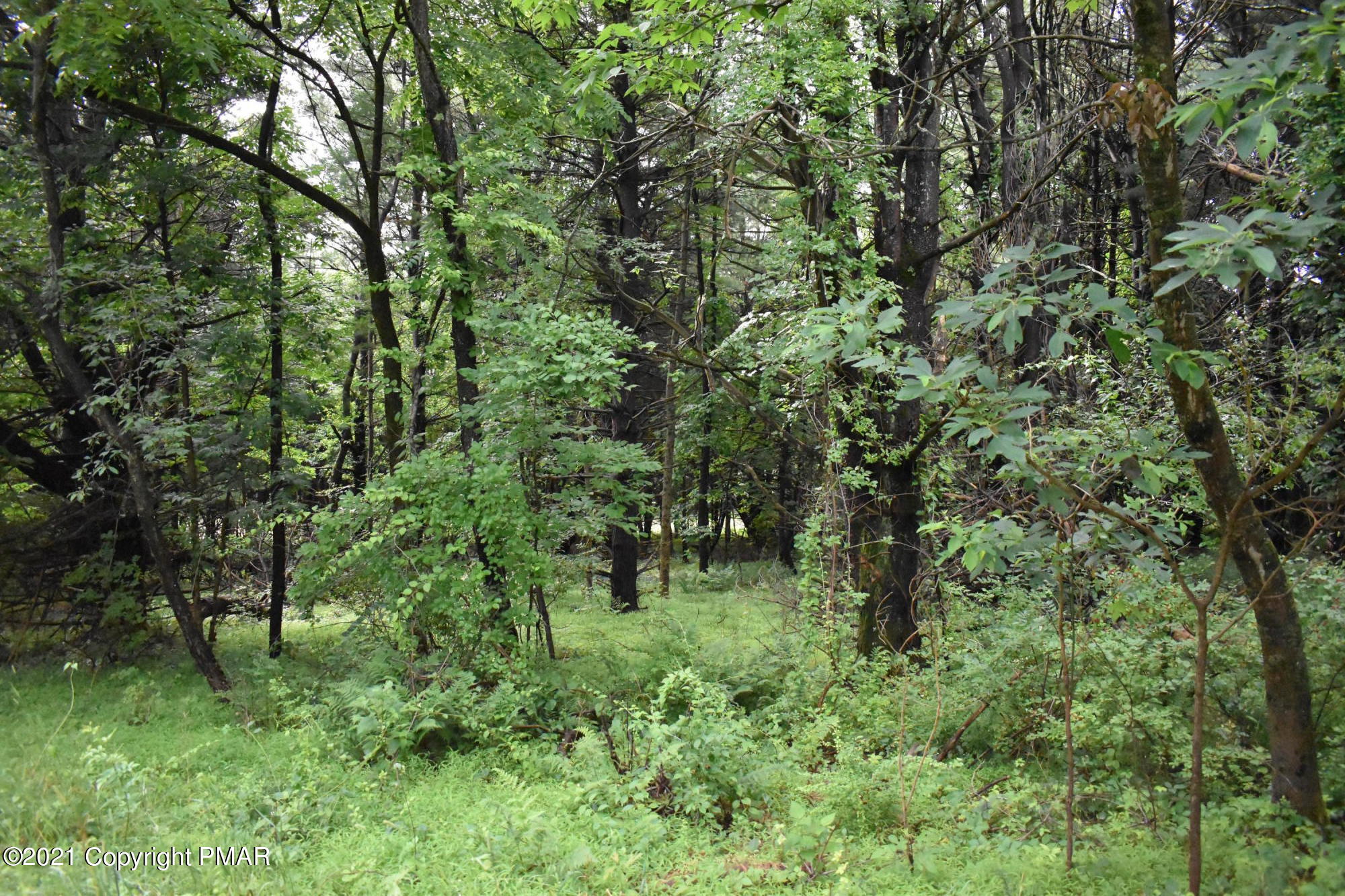 352 Church Road Kunkletown, PA 18058 - Photo 10 of 24 a view of a lush green forest