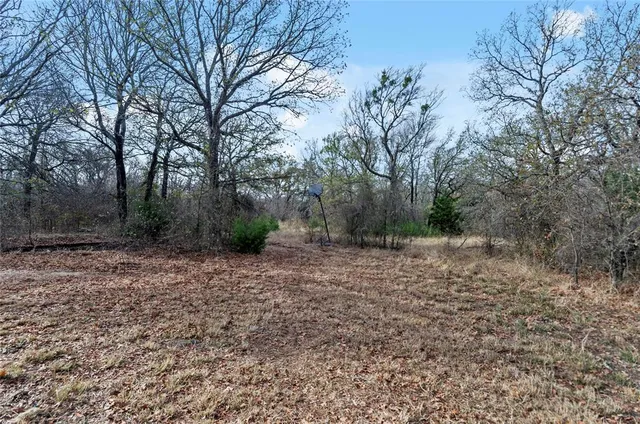 a view of a yard with plants and trees