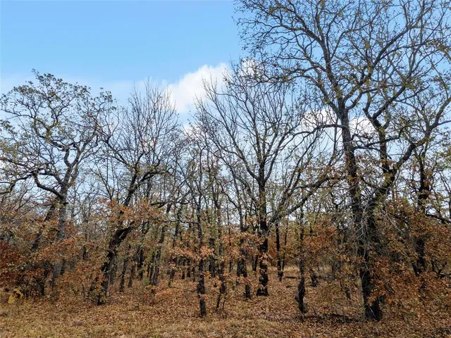 a view of a yard with a tree