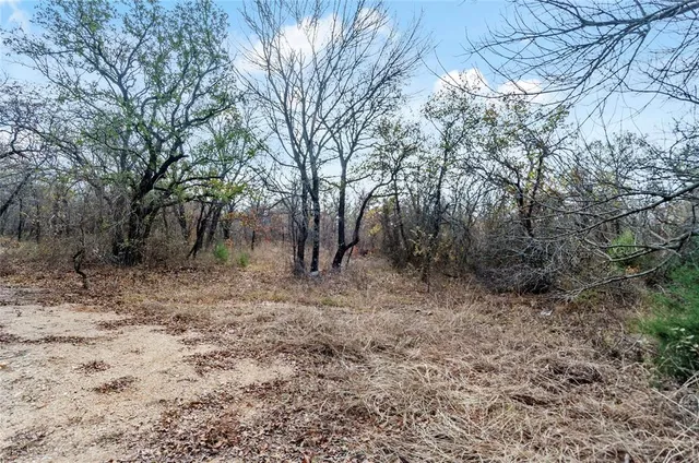 a view of a forest filled with trees