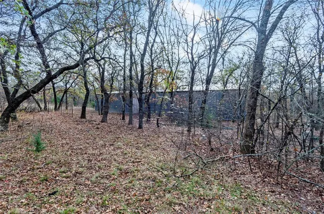 a view of a forest filled with trees