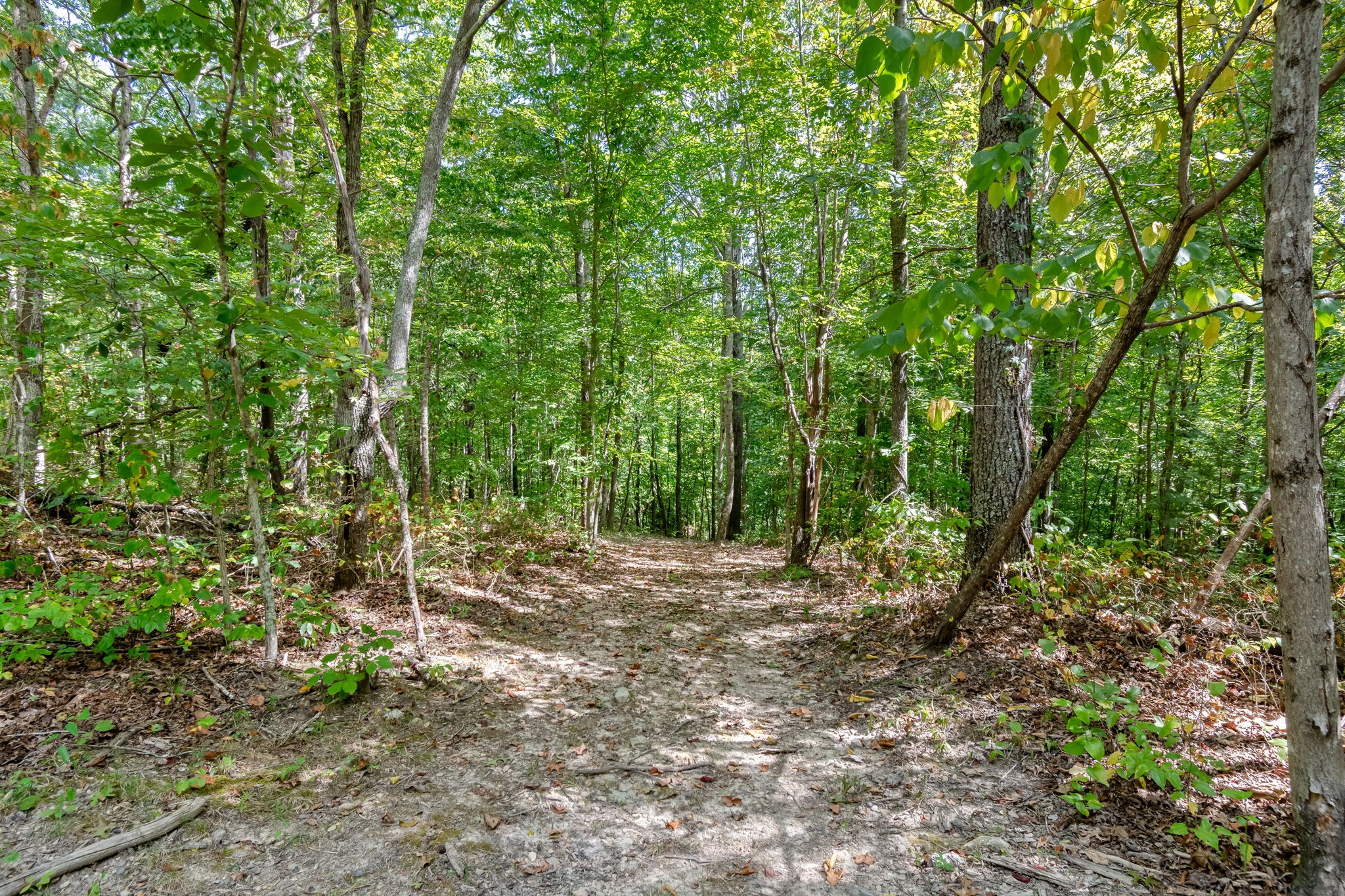 6011 Garrison Springs Road Franklin, TN 37064 - Photo 85 of 99 a view of a forest with trees in the background