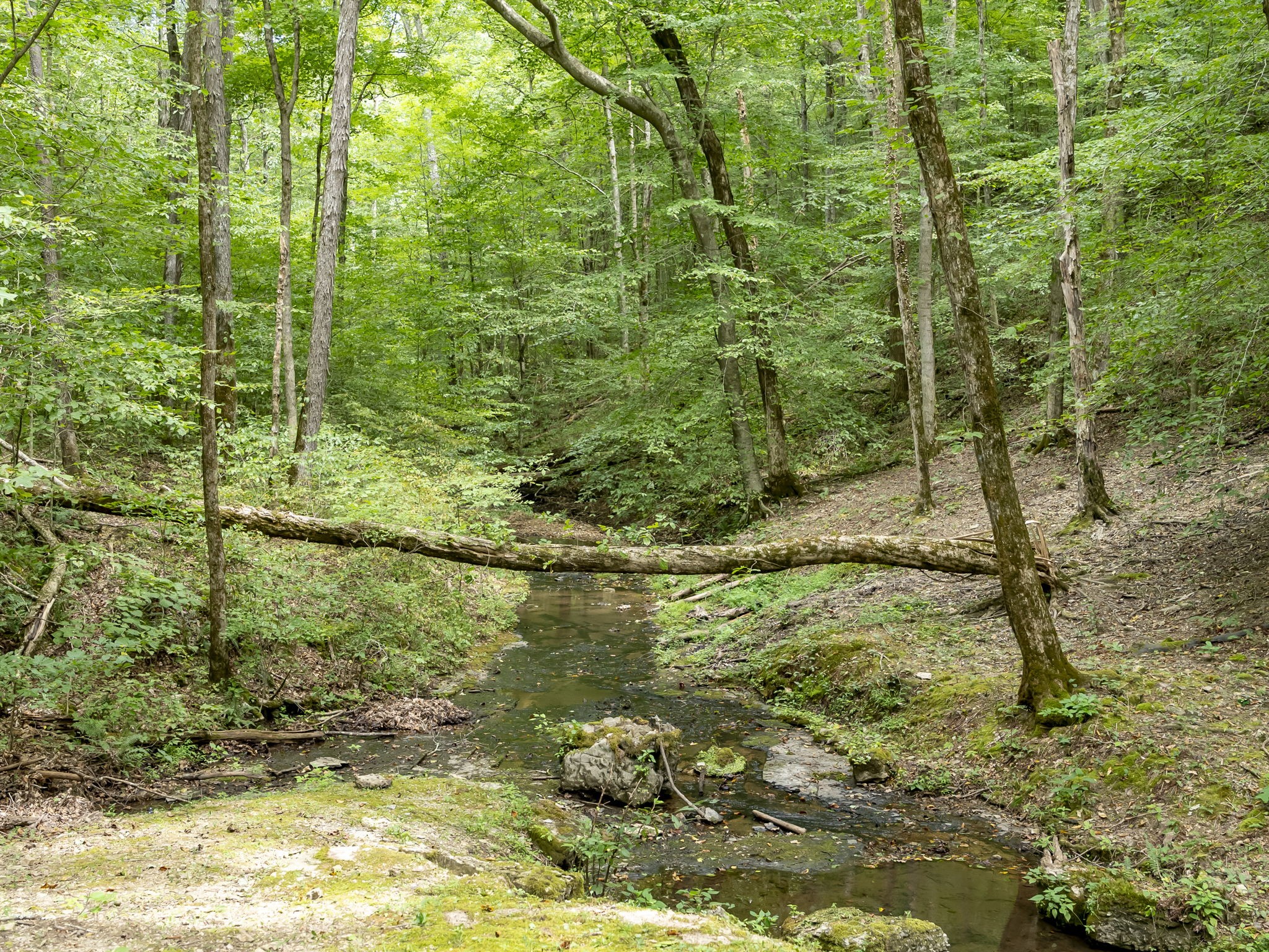 6011 Garrison Springs Road Franklin, TN 37064 - Photo 86 of 99