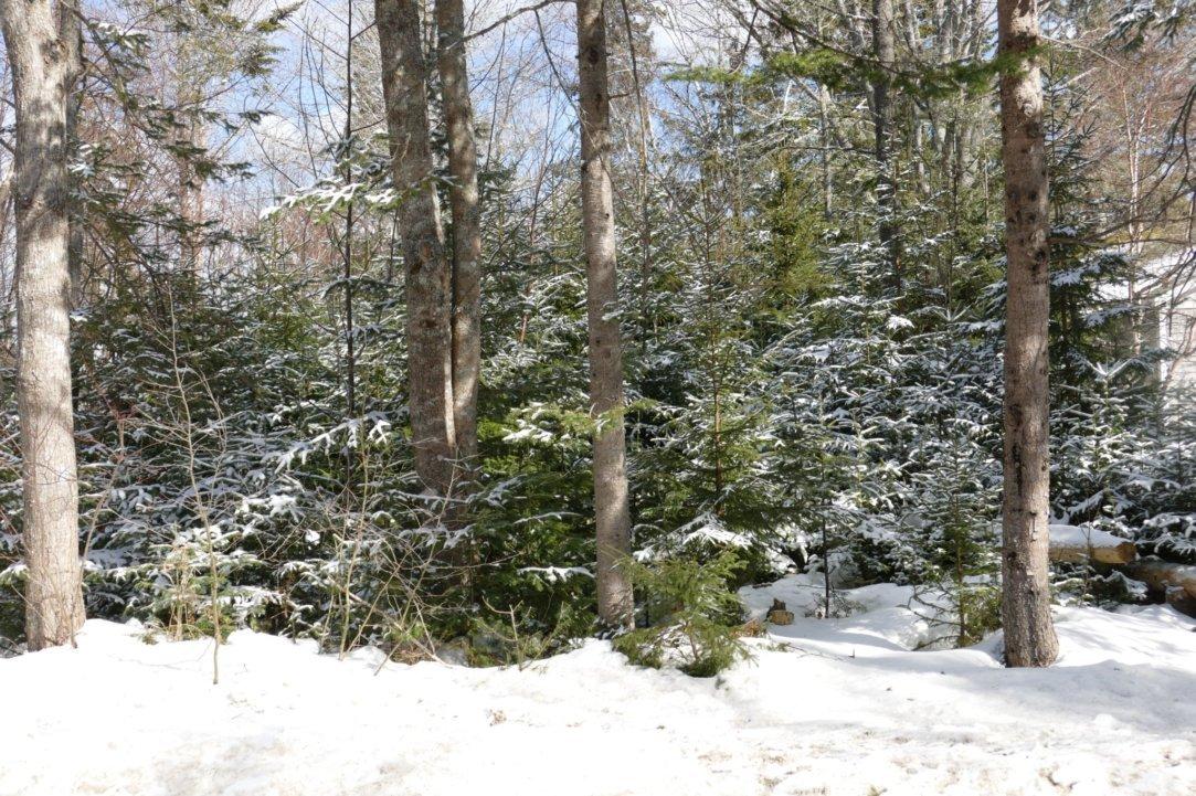 311 Paul Bunyan Road Corea, ME 04624 - Photo 41 of 43 U205F9rBRUWzLTc8HW8BfA