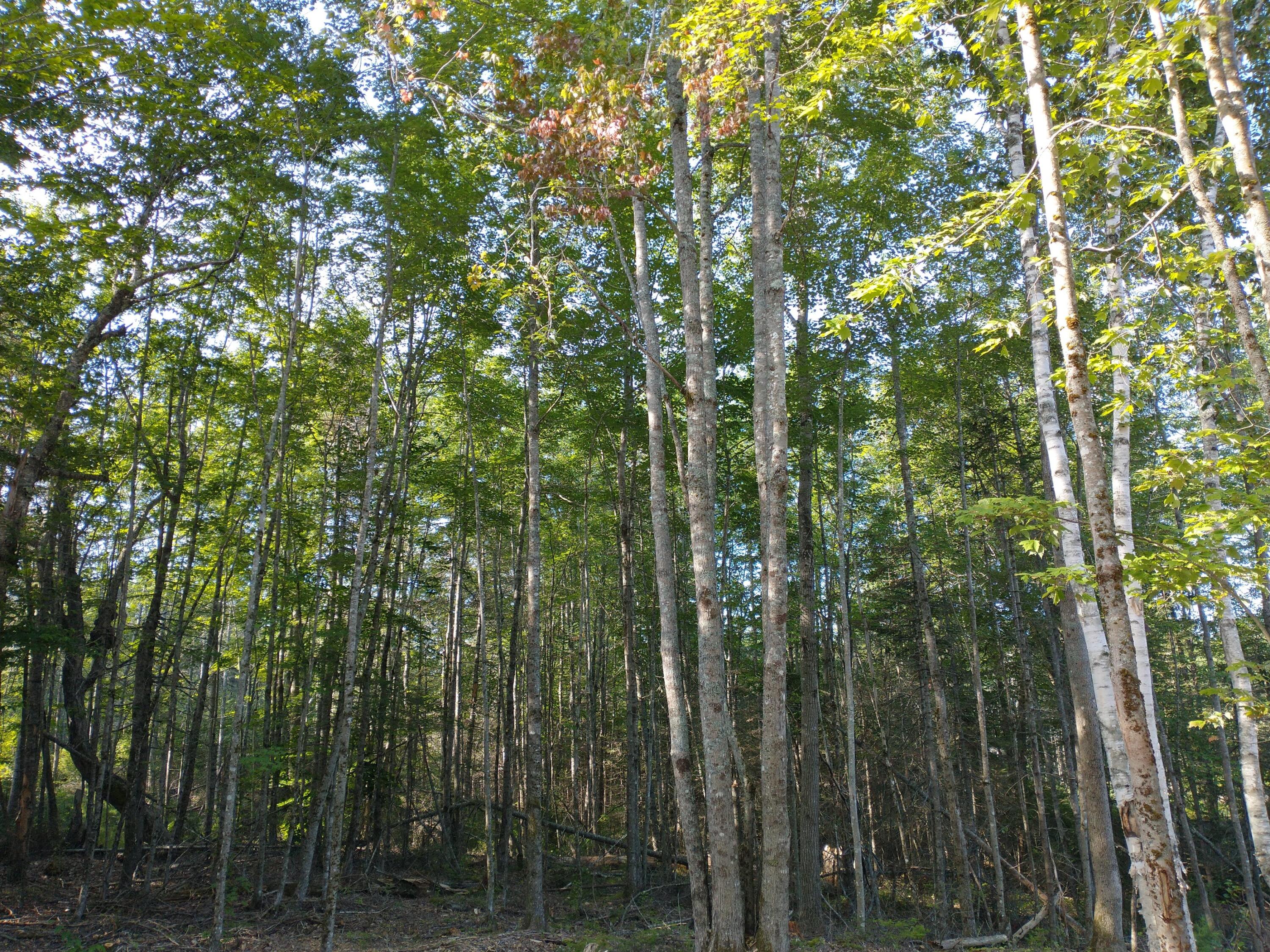 Lot 1 Sunset Hill Road Hancock, ME 04640 - Photo 18 of 23 IMG_20210729_081558886