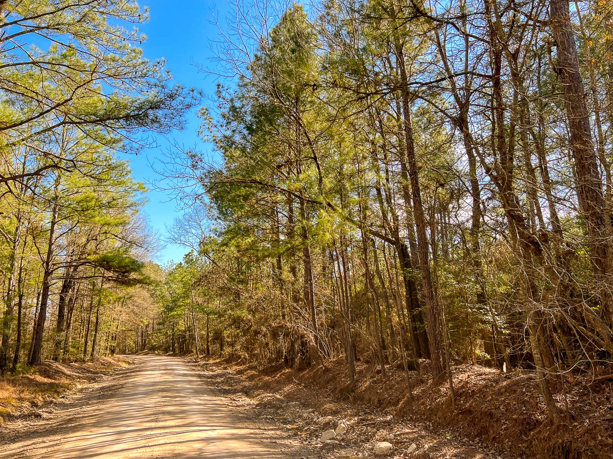 a view of road and trees