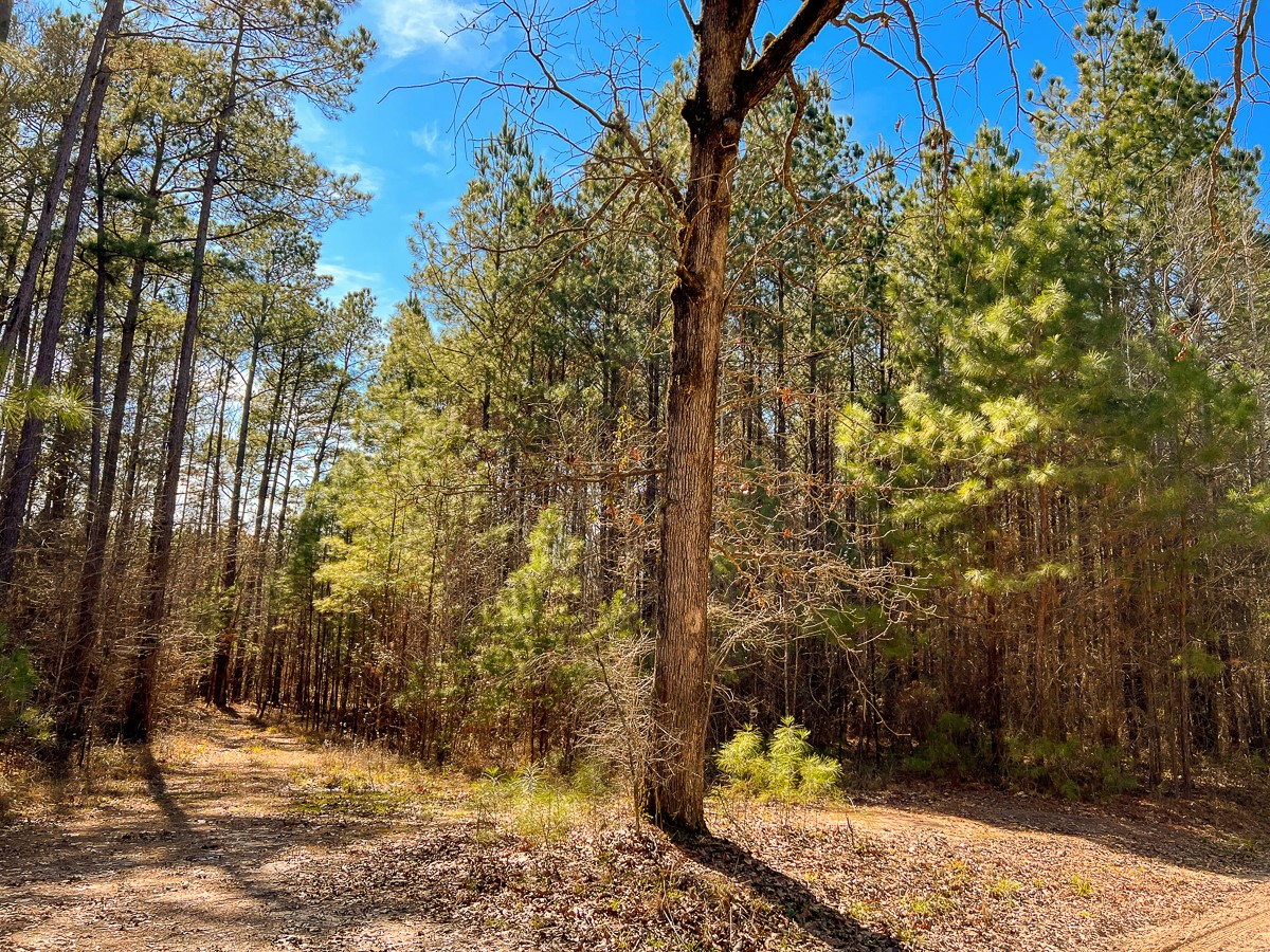 15 Union Springs Road Corrigan, TX 75939 - Photo 8 of 13 a view of a yard with plants and trees