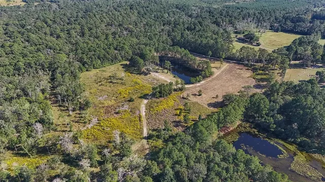 a view of a yard with plants and large trees