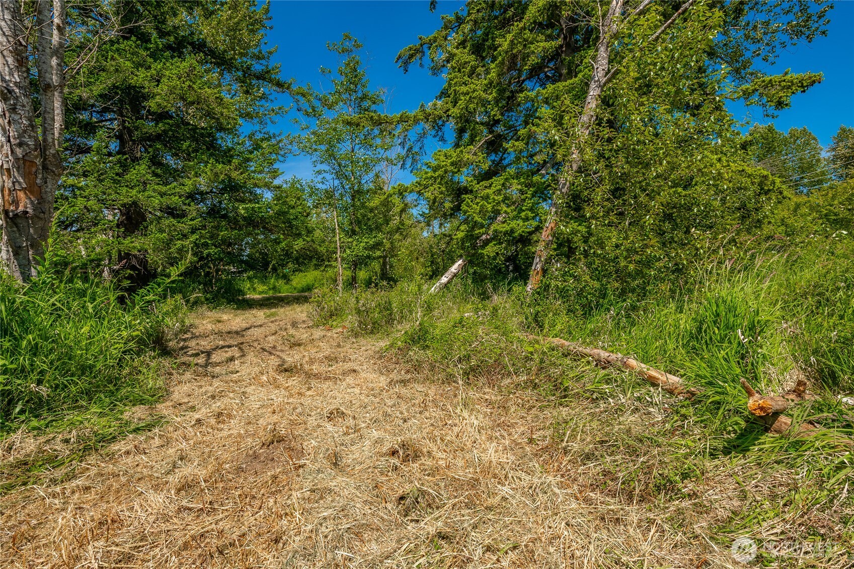 0 Birch Bay Lynden Road Blaine, WA 98230 - Photo 13 of 22 a view of a yard with plants and tree
