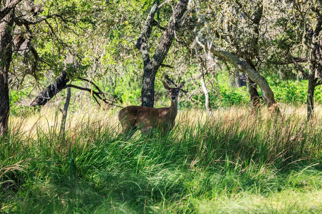 315 Rieger Road Harper, TX 78631 - Photo 3 of 30 a backyard of a house with lots of green space and trees all around