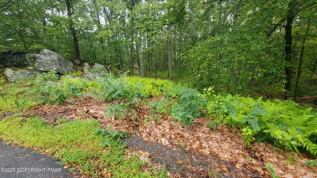 a view of a garden with plants and a bench