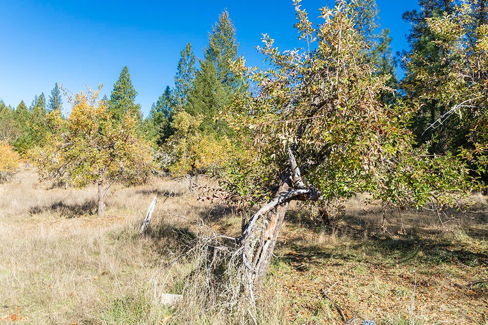 1263 Waldo Road Cave Junction, OR 97523 - Photo 56 of 82 47