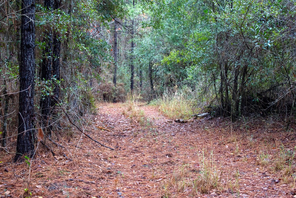 3 Pilgram Ch Road Gordon, AL 36343 - Photo 4 of 28 Gallery Image 4
