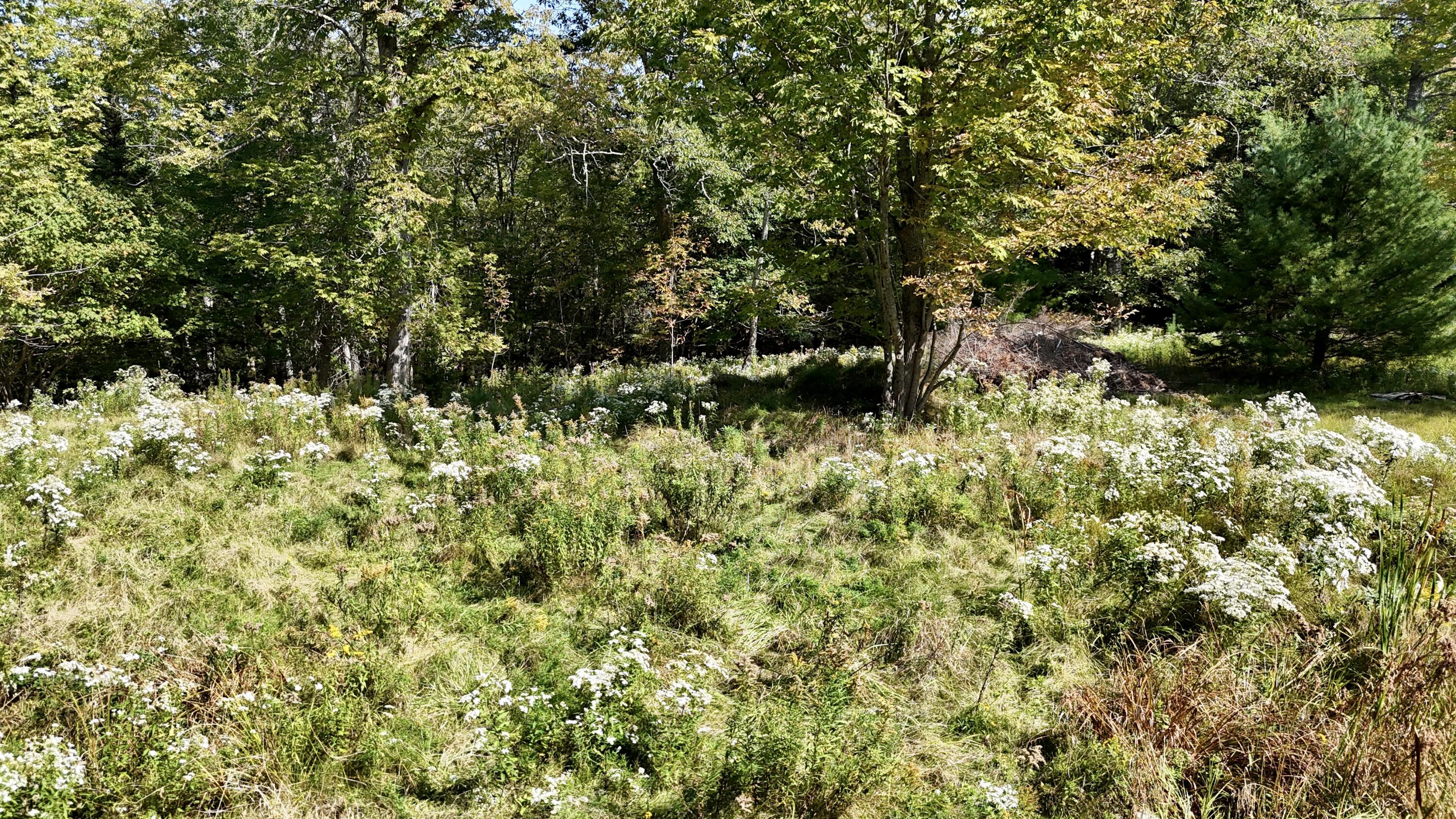 540 Cape Rosier Road Harborside, ME 04642 - Photo 6 of 10 Photo Sep 18 2024, 12 57 21 PM