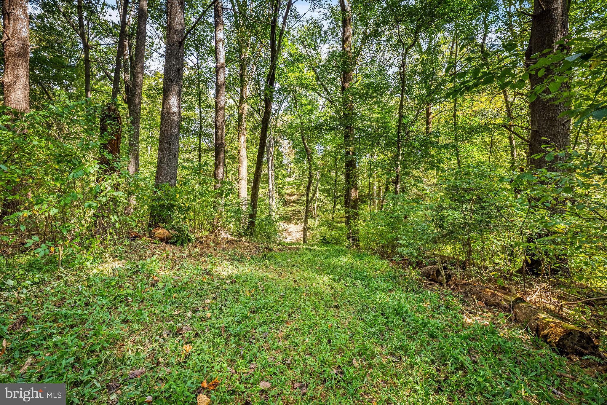 660 Greenbridge Road Brookeville, MD 20833 - Photo 37 of 56 a view of lush green forest