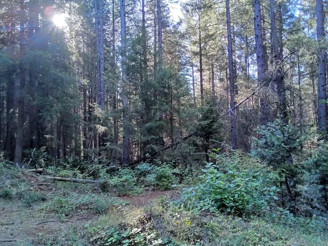 a view of a forest filled with trees