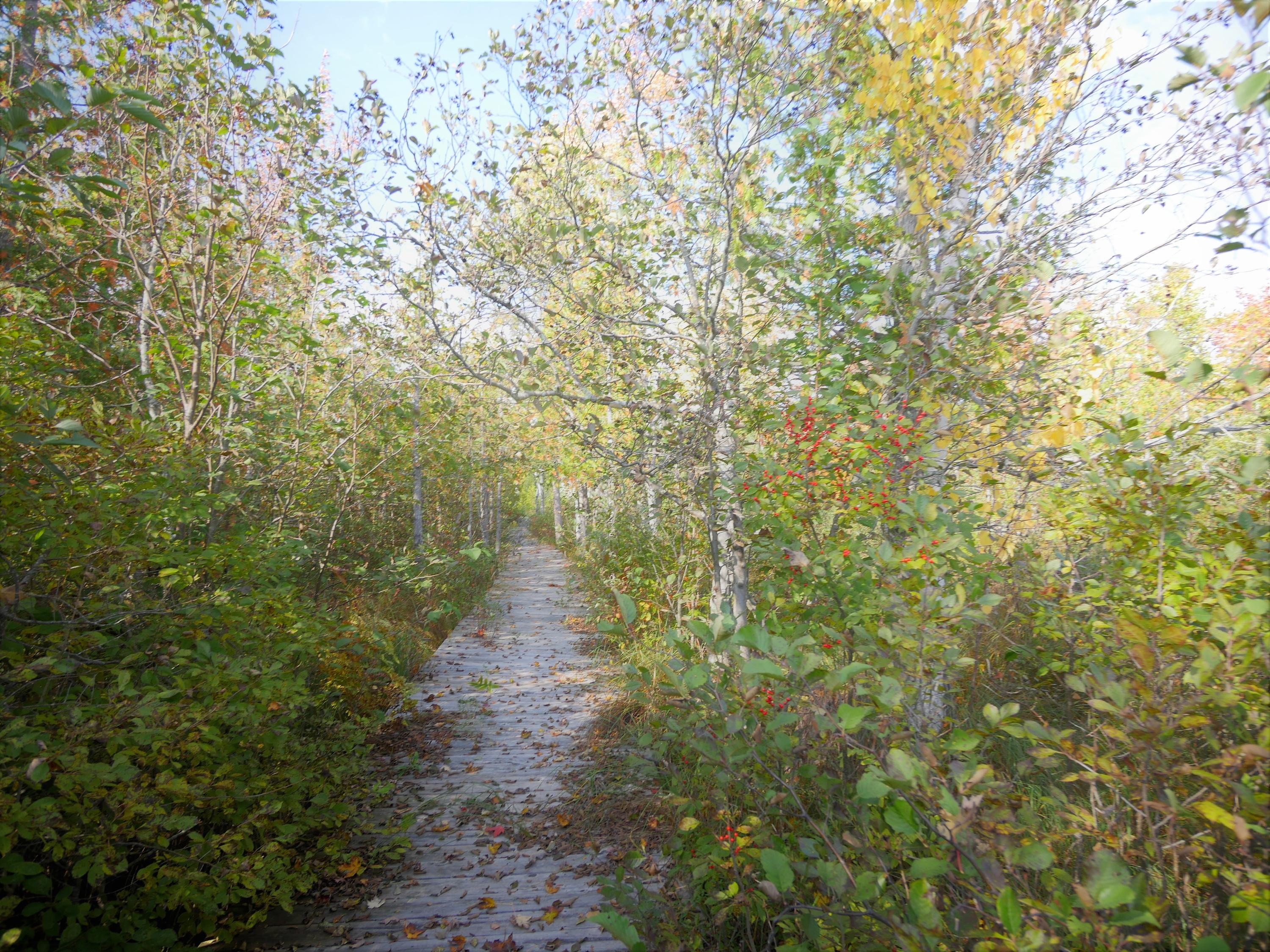 6237 Grand Point Road Presque Isle, MI 49777 - Photo 7 of 20 Gallery Image 7