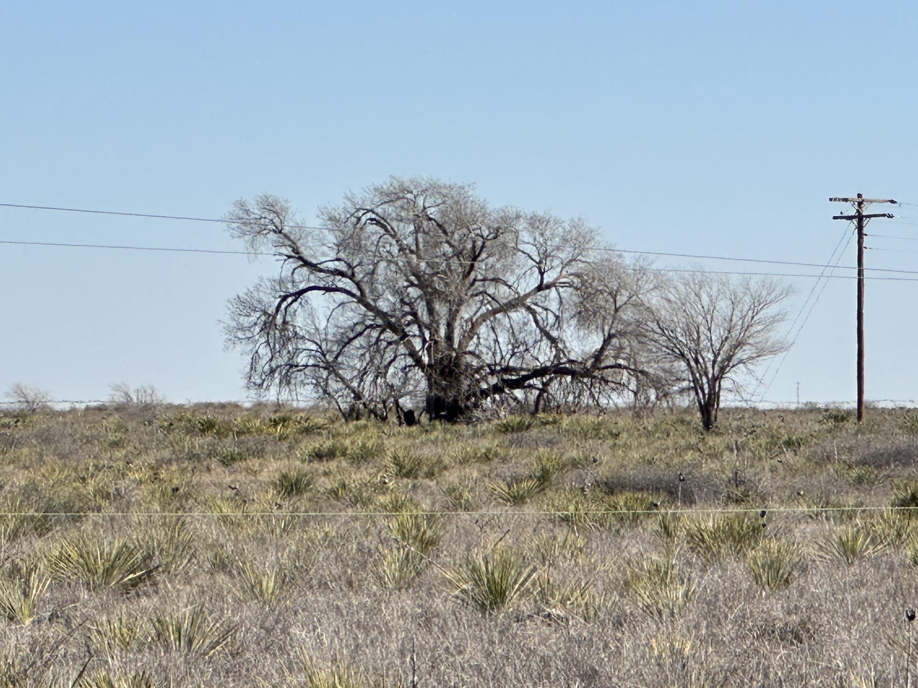 0 Boston Road Littlefield, TX 79339 - Photo 5 of 13 IMG_4606