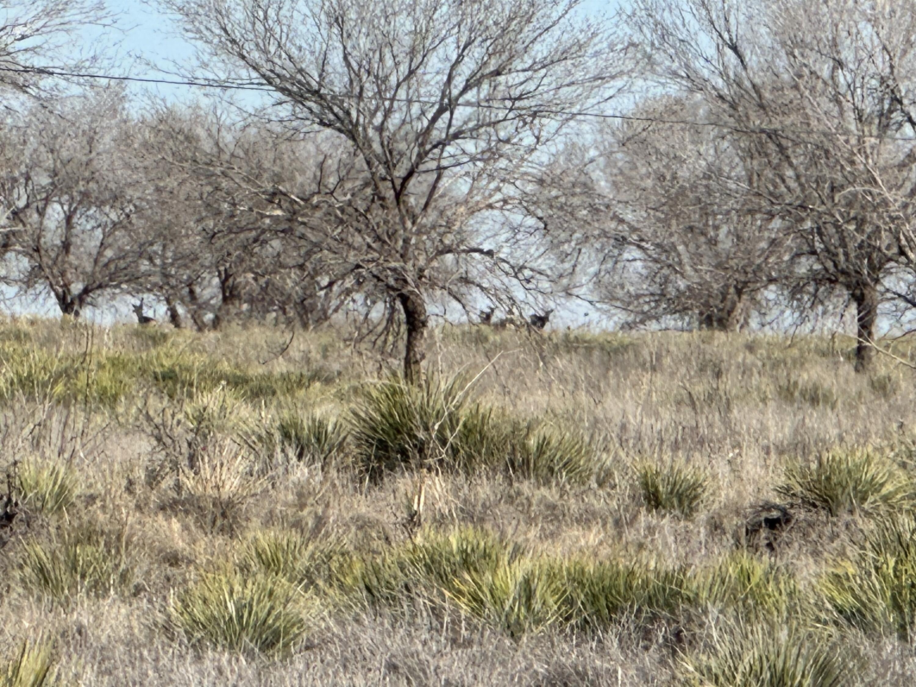 0 Boston Road Littlefield, TX 79339 - Photo 6 of 13 IMG_4603