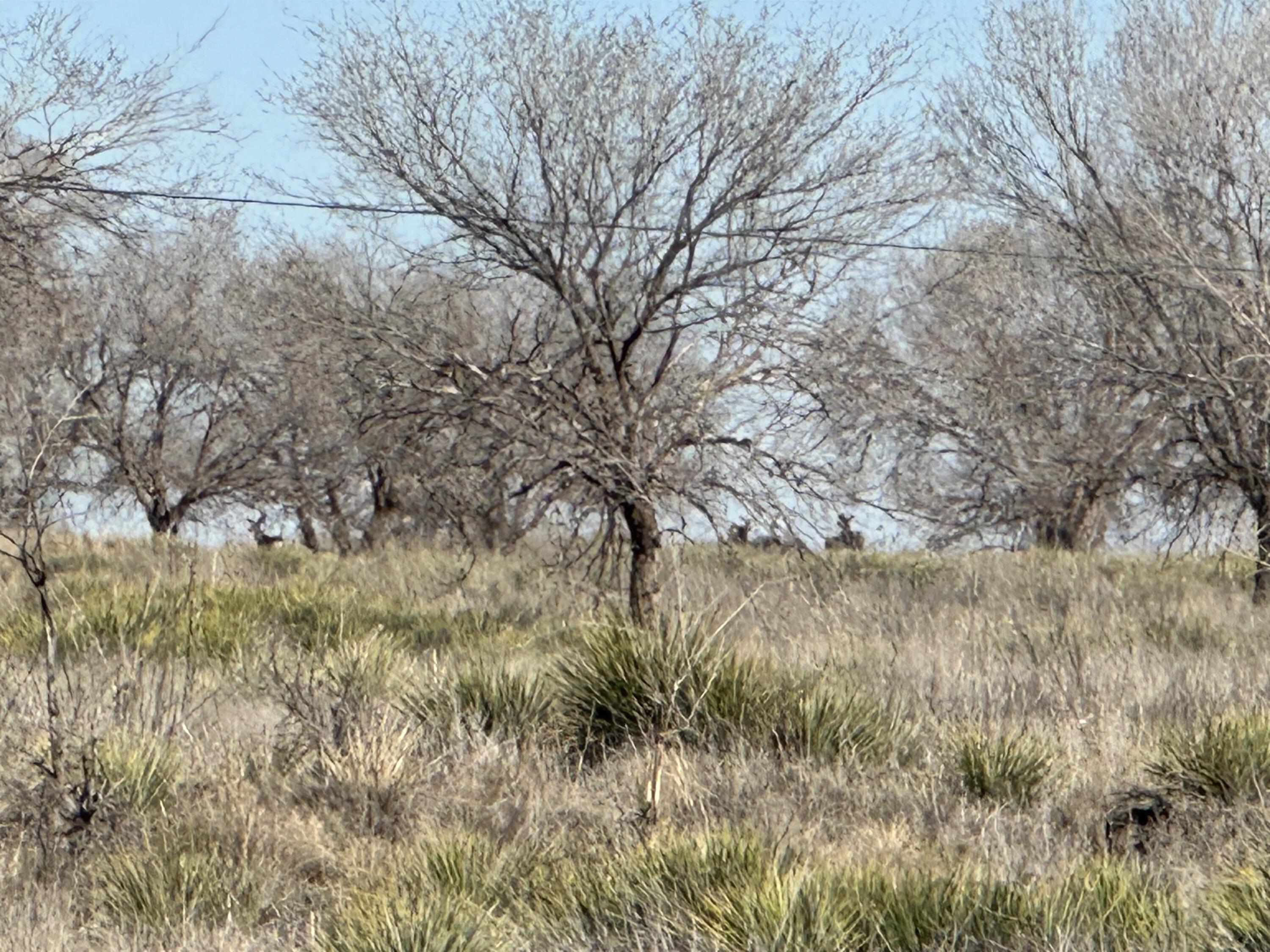 0 Boston Road Littlefield, TX 79339 - Photo 8 of 13 IMG_4604