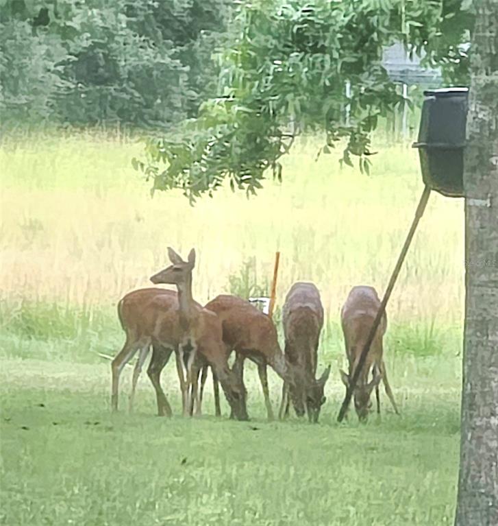 2 55th Place Wellborn, FL 32094 - Photo 17 of 24