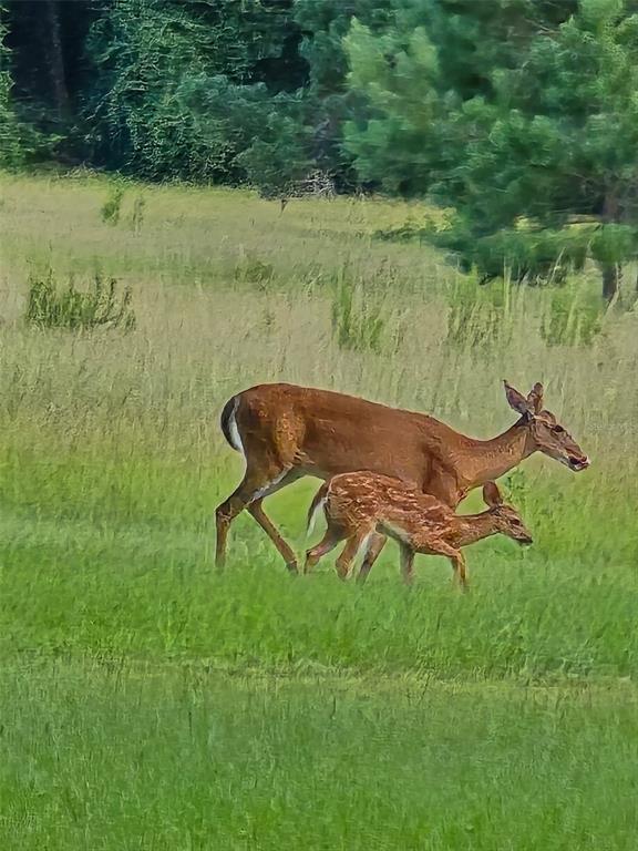 2 55th Place Wellborn, FL 32094 - Photo 18 of 24