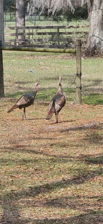 2 55th Place Wellborn, FL 32094 - Photo 19 of 24