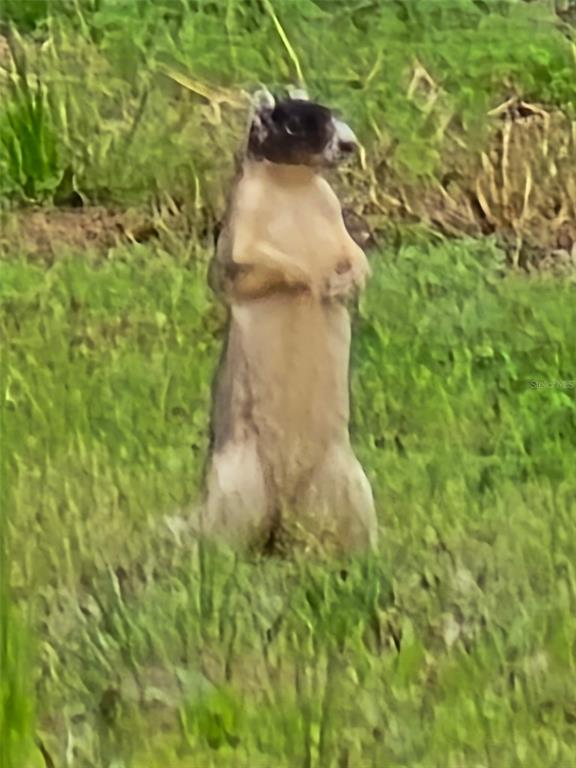 2 55th Place Wellborn, FL 32094 - Photo 20 of 24