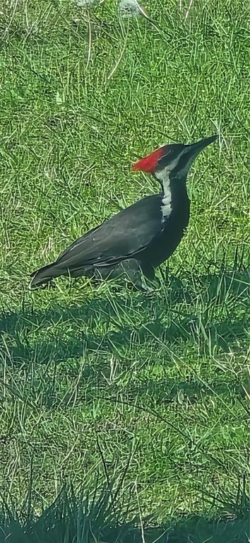 2 55th Place Wellborn, FL 32094 - Photo 23 of 24